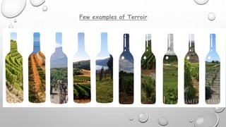 Terroir Example Wines of france | PPTX