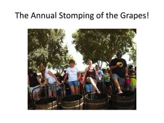 The Annual Stomping of the Grapes!
 