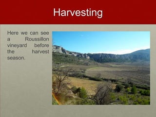 Harvesting
Here we can see
a      Roussillon
vineyard before
the      harvest
season.
 
