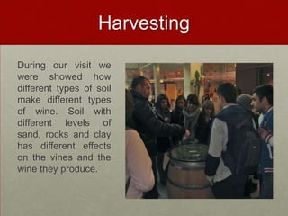 Harvesting

During our visit we
were showed how
different types of soil
make different types
of wine. Soil with
different levels of
sand, rocks and clay
has different effects
on the vines and the
wine they produce.
 