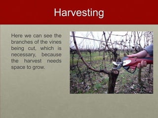 Harvesting

Here we can see the
branches of the vines
being cut, which is
necessary, because
the harvest needs
space to grow.
 
