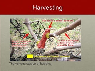 Harvesting




The various stages of budding.
 