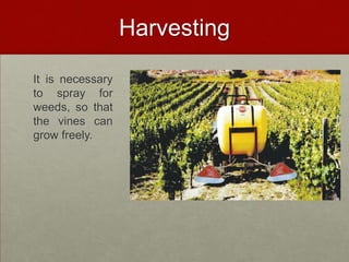 Harvesting

It is necessary
to spray for
weeds, so that
the vines can
grow freely.
 