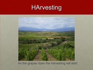 HArvesting




As the grapes ripen the harvesting will start.
 