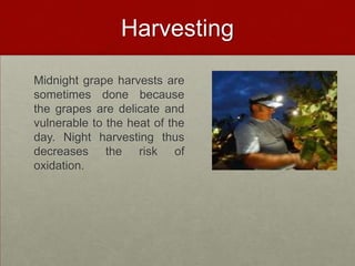 Harvesting

Midnight grape harvests are
sometimes done because
the grapes are delicate and
vulnerable to the heat of the
day. Night harvesting thus
decreases the risk of
oxidation.
 