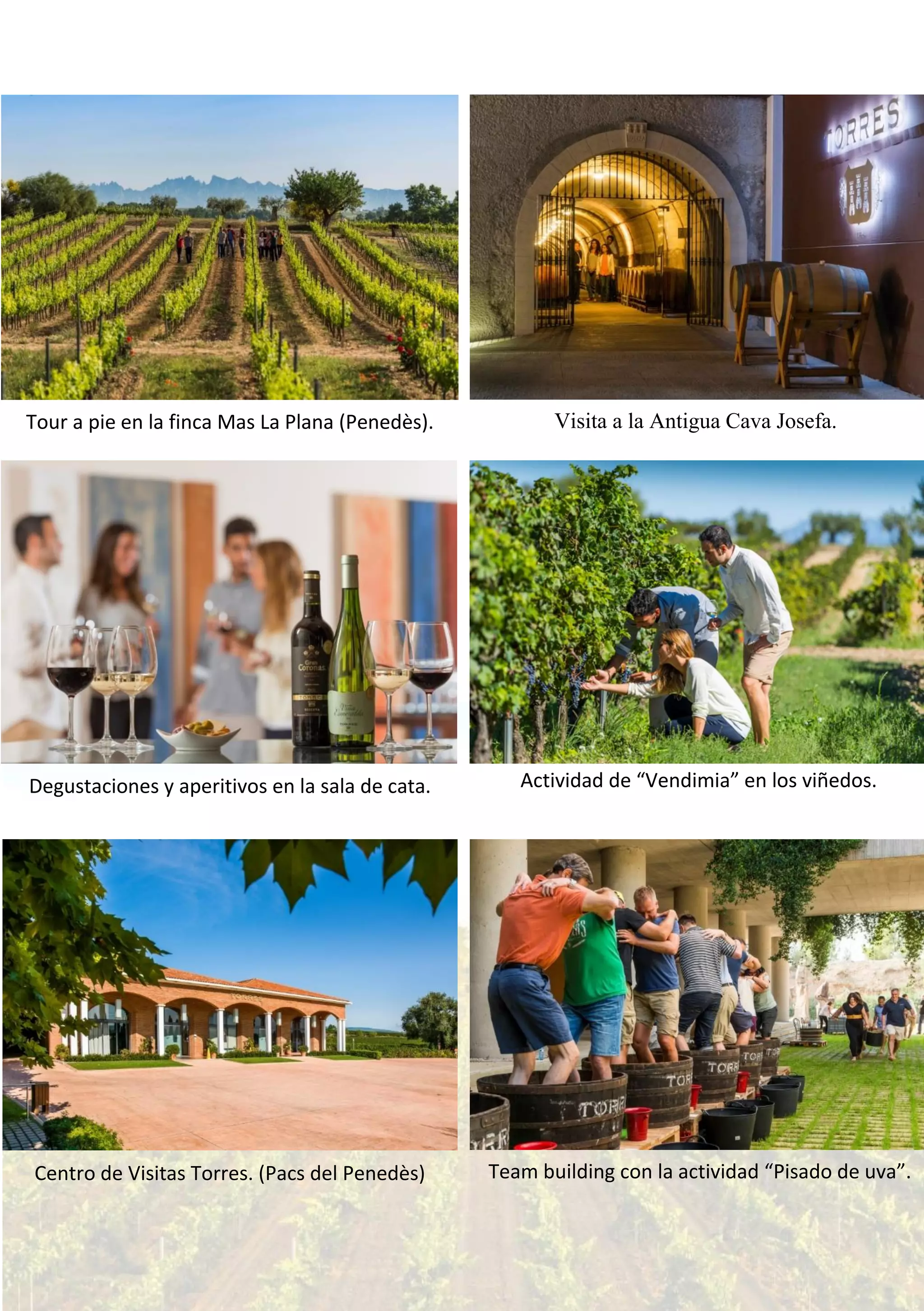 Tour a pie en la finca Mas La Plana (Penedès). Visita a la Antigua Cava Josefa.
Degustaciones y aperitivos en la sala de cata. Actividad de “Vendimia” en los viñedos.
Centro de Visitas Torres. (Pacs del Penedès) Team building con la actividad “Pisado de uva”.
 