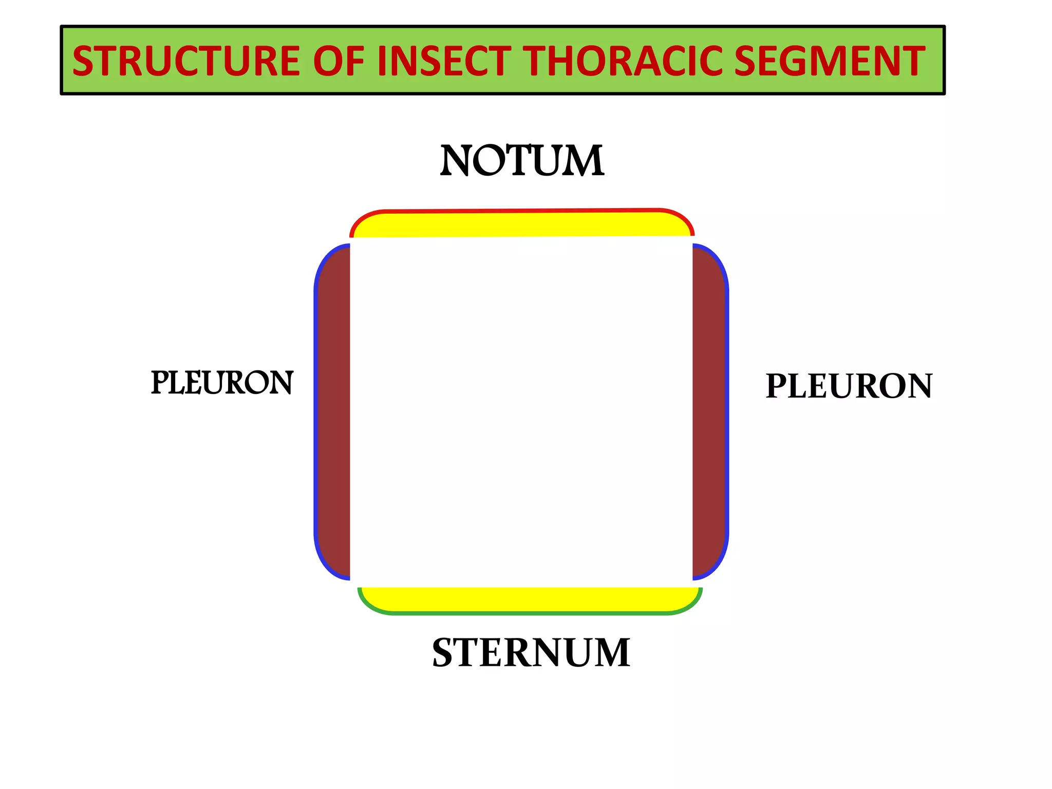 Notum Insect WING TYPES AND VENATION SSNAIK | PPTX