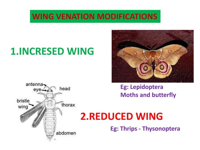 WING TYPES AND VENATION SSNAIK | PPTX | Birdwatching | Hobbies & Interests