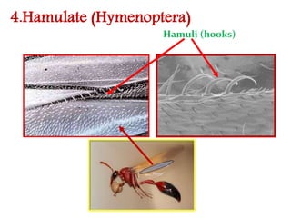 WING TYPES AND VENATION SSNAIK | PPTX