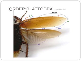 Vation Insect WING VENATION IN INSECTS | PPTX