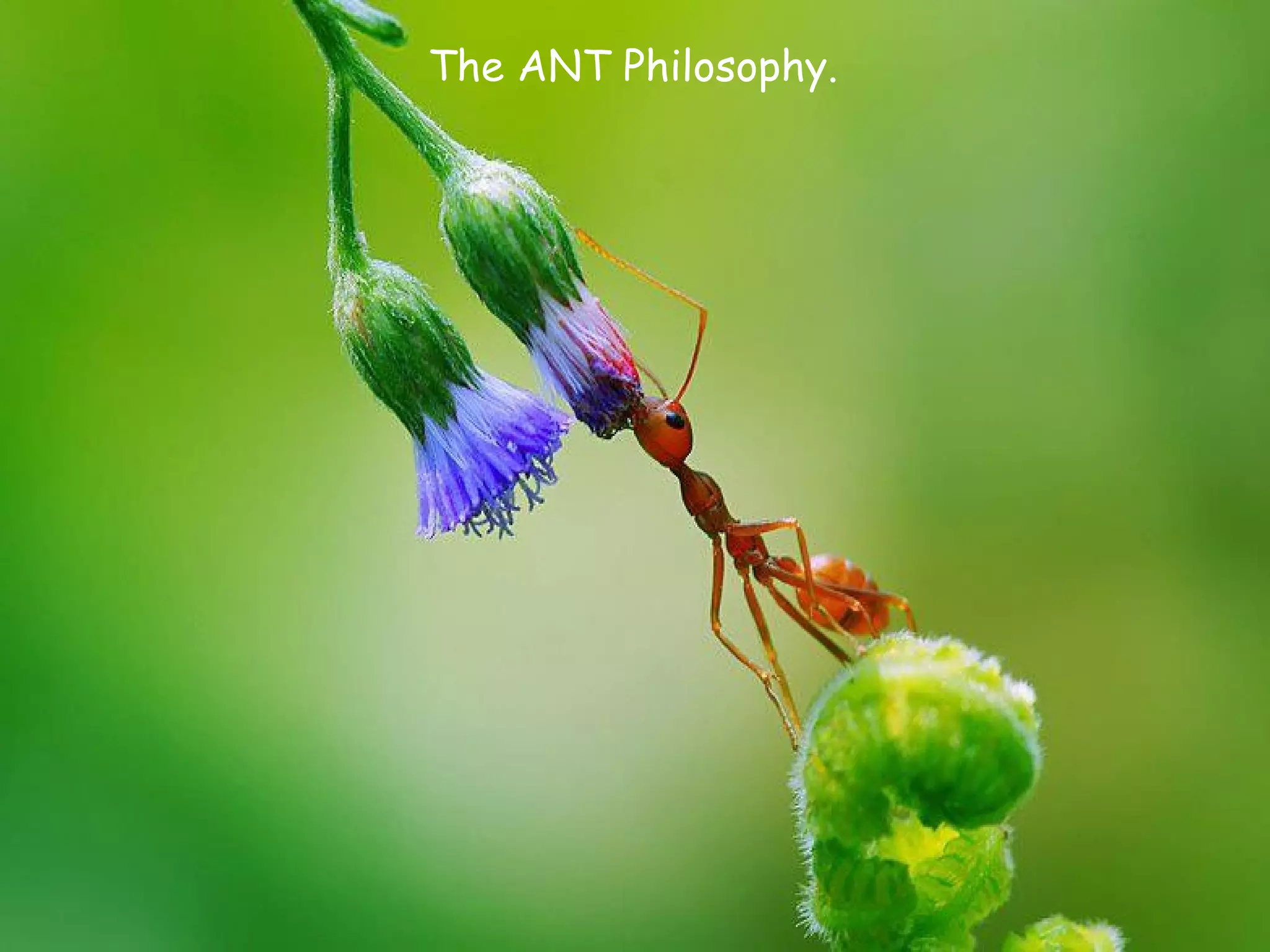 The ANT Philosophy.
 