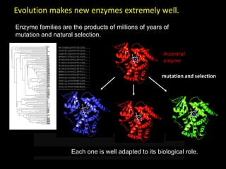 MTIKEMPQPKTFGELKNL...
KETSPIPQPKTFGPLGNL...
KQASAIPQPKTYGPLKNL...
WRRRGIPGPLGYPLVGSF...
WIRKGVKGPRGLPFLGVI...
FIRKGIKGPRGFPGIGML...
WIRKGVKGPRGFPFFGVI...
WIRKGVKGPRGFPFFGVI...
WMRKGIKGPRGLPFFGII...
WMRKGVKGPRGRPFVGVL...
WRRRGVVGPMGFPVLGVF...
REKIGLSGPEPHWFLGNL...
REKIGLTGPEPHWFMGNL...
RSSIGIPGPPVHWLWGNL...
KVSKYPKGPLPLPFIGNI...
...
Enzyme families are the products of millions of years of
mutation and natural selection.
mutation and selection
Ancestral
enzyme
Evolution makes new enzymes extremely well.
Each one is well adapted to its biological role.
 