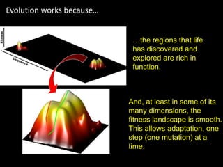 Evolution works because…
?
…the regions that life
has discovered and
explored are rich in
function.
And, at least in some of its
many dimensions, the
fitness landscape is smooth.
This allows adaptation, one
step (one mutation) at a
time.
 