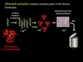 select/screen for
improvements
(cells)
~10
(a few)
random
mutations
4
~10 ~10
715
NO
Parent gene
(= parent protein)
Directed evolution exploits smooth paths in the fitness
landscape.
 