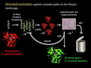 select/screen for
improvements
YES
repeat
(cells)
~10
(a few)
random
mutations
4
~10 ~10
715
NO
Parent gene
(= parent protein)
Evolved gene
(= evolved protein)
Directed evolution exploits smooth paths in the fitness
landscape.
 