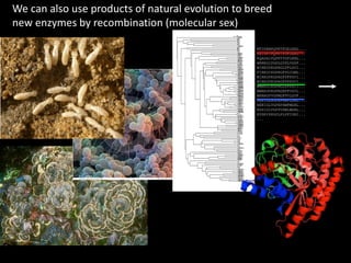 MTIKEMPQPKTFGELKNL...
KETSPIPQPKTFGPLGNL...
KQASAIPQPKTYGPLKNL...
WRRRGIPGPLGYPLVGSF...
WIRKGVKGPRGLPFLGVI...
FIRKGIKGPRGFPGIGML...
WIRKGVKGPRGFPFFGVI...
WIRKGVKGPRGFPFFGVI...
WMRKGIKGPRGLPFFGII...
WMRKGVKGPRGRPFVGVL...
WRRRGVVGPMGFPVLGVF...
REKIGLSGPEPHWFLGNL...
REKIGLTGPEPHWFMGNL...
RSSIGIPGPPVHWLWGNL...
KVSKYPKGPLPLPFIGNI...
...
We can also use products of natural evolution to breed
new enzymes by recombination (molecular sex)
 