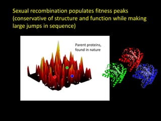 Sexual recombination populates fitness peaks
(conservative of structure and function while making
large jumps in sequence)
Parent proteins,
found in nature
 