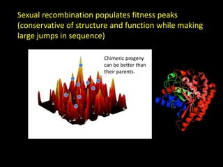 Chimeric progeny
can be better than
their parents.
Sexual recombination populates fitness peaks
(conservative of structure and function while making
large jumps in sequence)
 