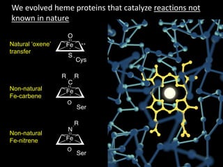 Natural ‘oxene’
transfer
Non-natural
Fe-carbene
Non-natural
Fe-nitrene
We evolved heme proteins that catalyze reactions not
known in nature
Ser
Ser
O
O
 