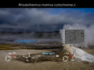 Rhodothermus marinus cytochrome c
Si
H
MeMe
N2
Me
O
OEt
Me
O
OEt
Si
MeMeRma cyt c
+
 