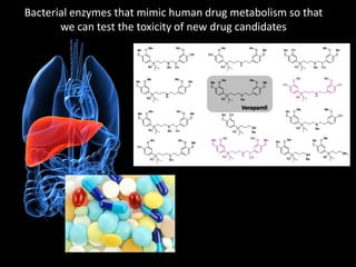 Bacterial enzymes that mimic human drug metabolism so that
we can test the toxicity of new drug candidates
 