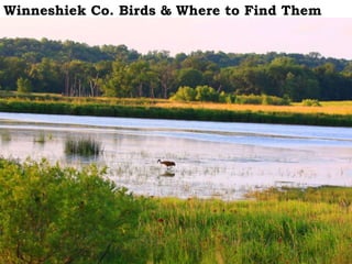Winneshiek Co. Birds & Where to Find Them
 