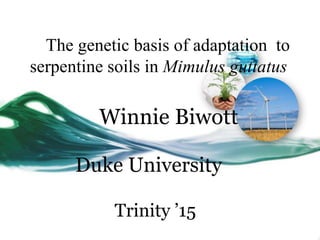 The genetic basis of adaptation to
serpentine soils in Mimulus guttatus

         Winnie Biwott

      Duke University

           Trinity ’15
 