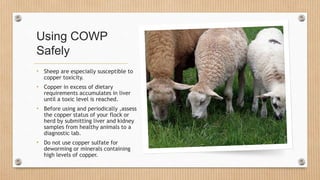 Using COWP
Safely
• Sheep are especially susceptible to
copper toxicity.
• Copper in excess of dietary
requirements accumulates in liver
until a toxic level is reached.
• Before using and periodically ,assess
the copper status of your flock or
herd by submitting liver and kidney
samples from healthy animals to a
diagnostic lab.
• Do not use copper sulfate for
deworming or minerals containing
high levels of copper.
 