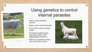 Using genetics to control
internal parasites
• Raise a more resistant
species.
• Raise a more resistant breed.
• Cross with a more resistant
breed.
• Purchase breeding stock,
especially males, with
documented resistance.
• Select for resistance within
your own flock or herd.
 