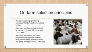 On-farm selection principles
• Don’t penalize high producing
females or lambs/kids from multiple
births.
• Make sure you have enough animals
to compare, at least 10, preferable
15 or more.
• Make sure you have a sufficient
parasite challenge when making
selection decisions (minimum >500
epg group average, ideally >1000 epg)
 
