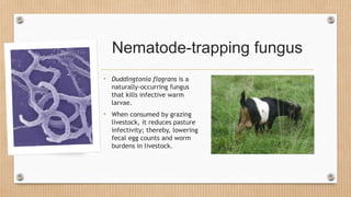 Nematode-trapping fungus
• Duddingtonia flagrans is a
naturally-occurring fungus
that kills infective warm
larvae.
• When consumed by grazing
livestock, it reduces pasture
infectivity; thereby, lowering
fecal egg counts and worm
burdens in livestock.
 