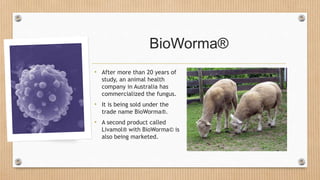 BioWorma®
• After more than 20 years of
study, an animal health
company in Australia has
commercialized the fungus.
• It is being sold under the
trade name BioWorma®.
• A second product called
Livamol® with BioWorma© is
also being marketed.
 