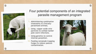 Four potential components of an integrated
parasite management program
1. Administering combination
treatments to clinically-
parasitized animals.
2. Using copper oxide wire
particles to combat barber
pole worm infections.
3. Using genetics to control
internal parasitism.
4. Feeding nematode-trapping
fungus to reduce pasture
contamination.
 
