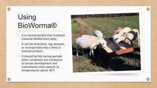 Using
BioWorma®
• It is recommended that livestock
consume BioWorma® daily.
• It can be drenched, top-dressed,
or incorporated into a feed or
mineral product.
• It should be fed during periods
when conditions are conducive
to larvae development and
transmission onto pasture at
temperatures above 40F.
 