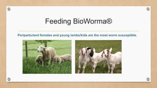 Feeding BioWorma®
Periparturient females and young lambs/kids are the most worm susceptible.
 