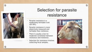 Selection for parasite
resistance
• Parasite resistance is a
moderately heritable trait
(20-30%).
• Parasite resistance is...
