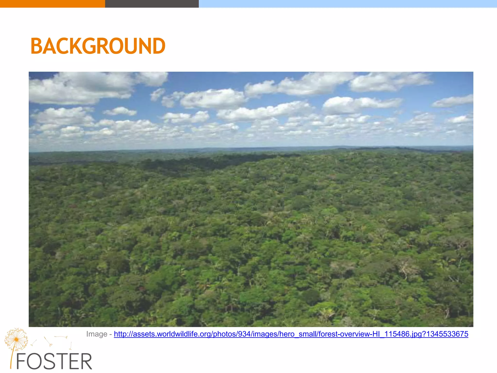 BACKGROUND
Image - http://assets.worldwildlife.org/photos/934/images/hero_small/forest-overview-HI_115486.jpg?1345533675
 