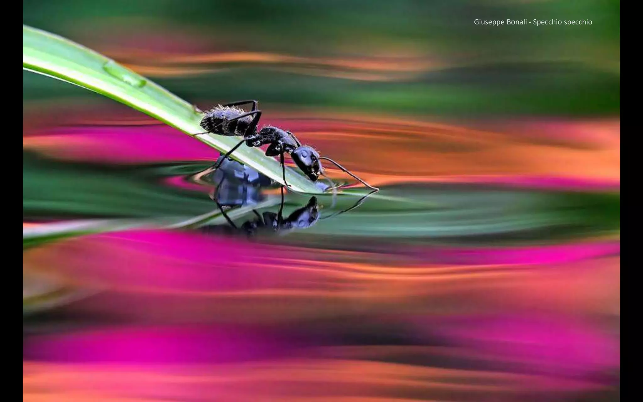 Giuseppe Bonali - Specchio specchio
 