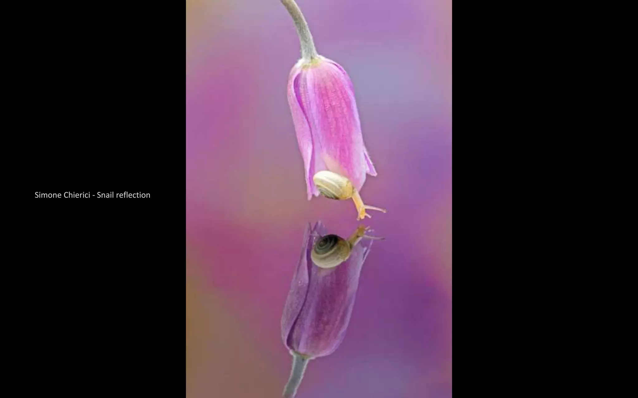 Simone Chierici - Snail reflection
 