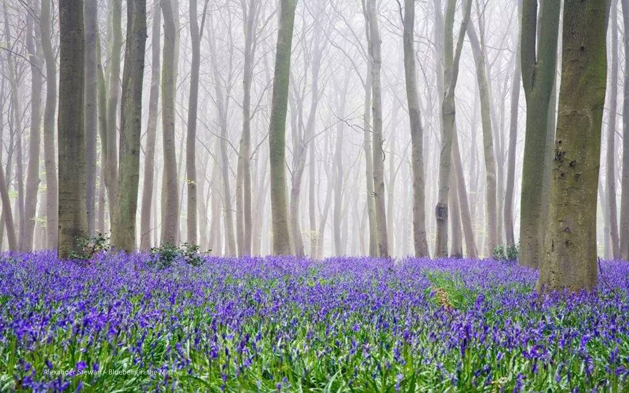 Alexander Stewart - Bluebells in the Mist
 