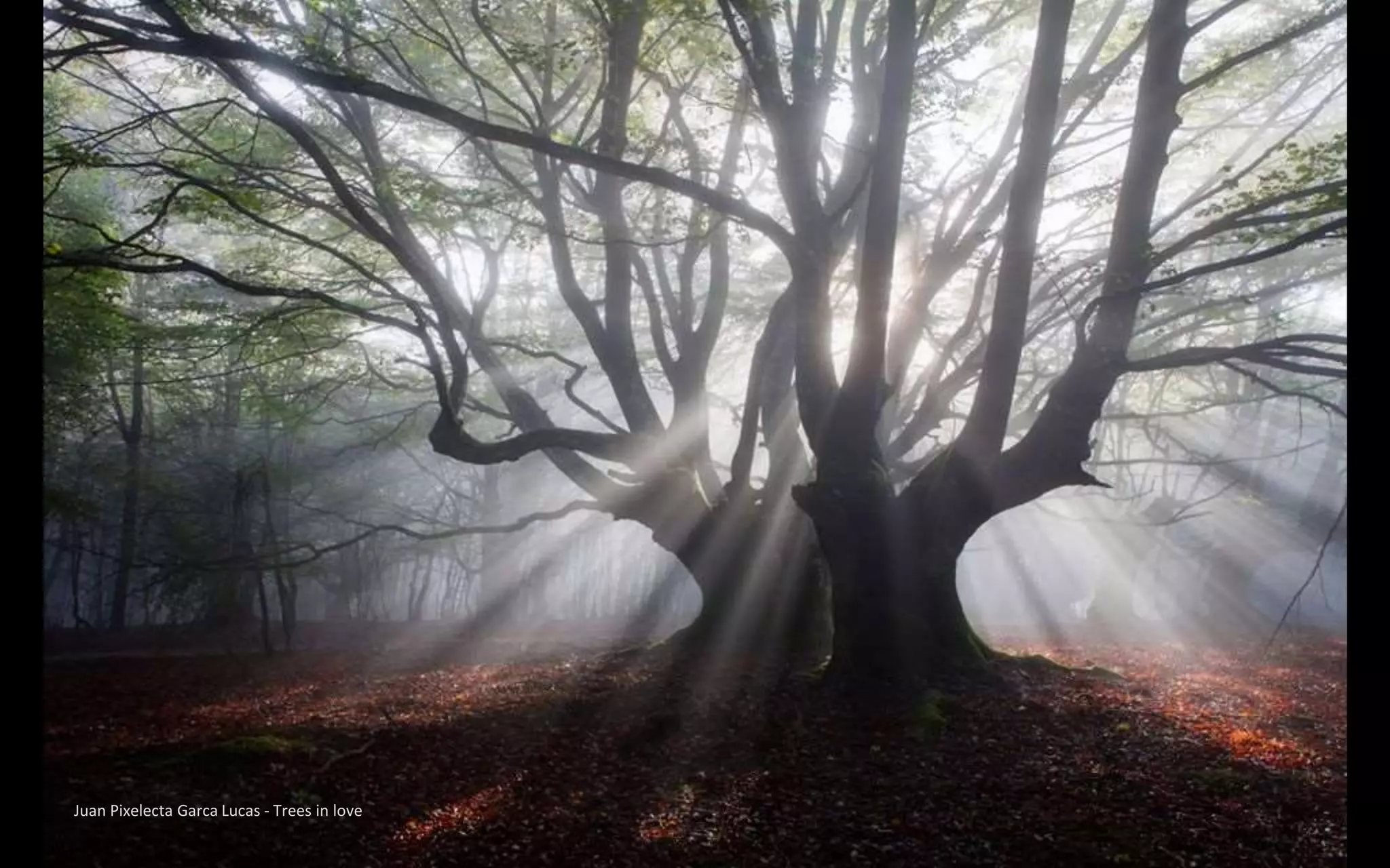 Juan Pixelecta Garca Lucas - Trees in love
 