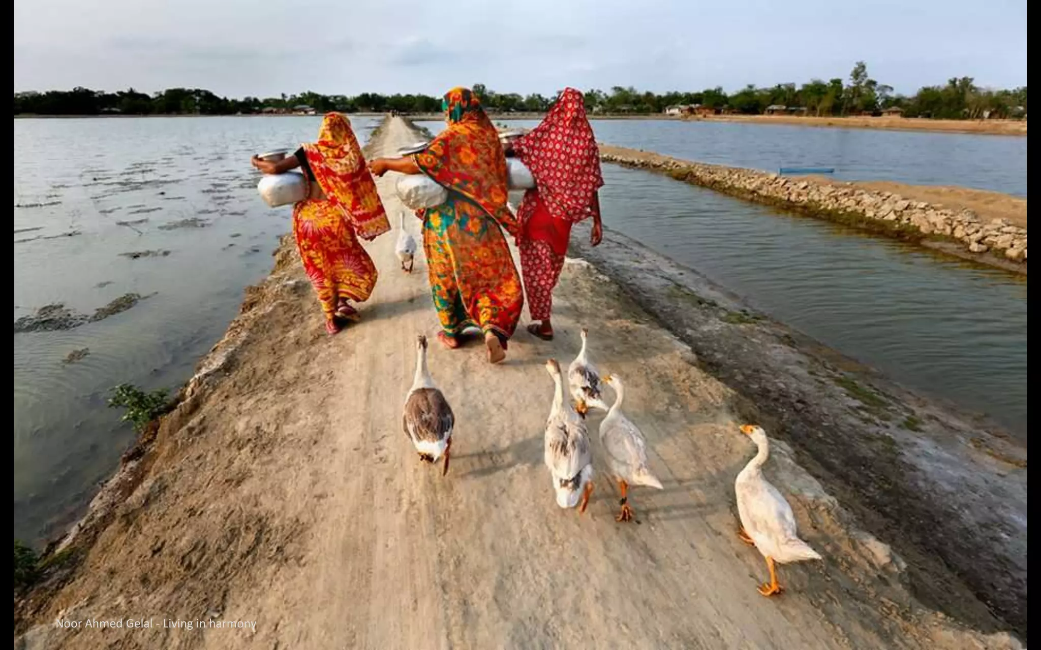 Noor Ahmed Gelal - Living in harmony
 