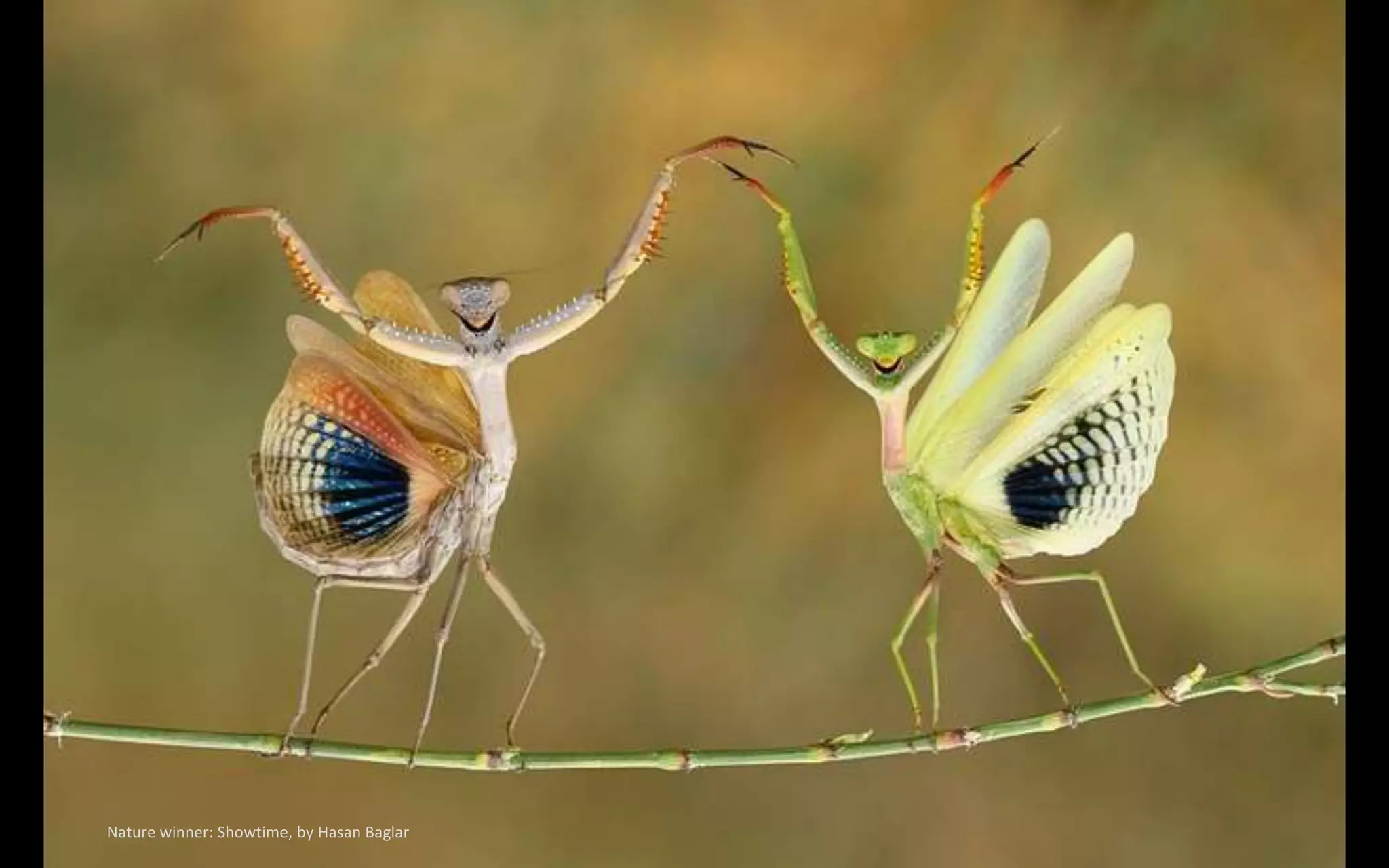 Nature winner: Showtime, by Hasan Baglar
 