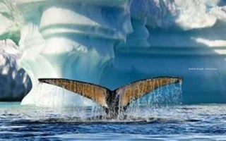 Achim Koepf - Antarctica
 