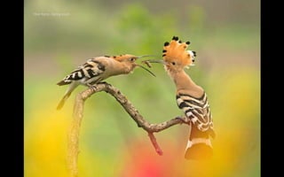 Tibor Kercz - Spring snack
 