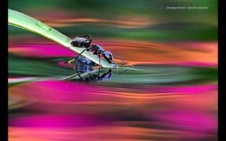 Giuseppe Bonali - Specchio specchio
 