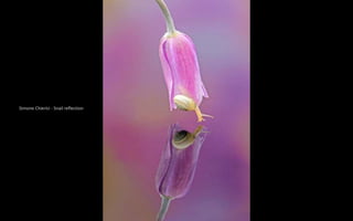 Simone Chierici - Snail reflection
 