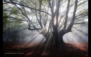 Juan Pixelecta Garca Lucas - Trees in love
 