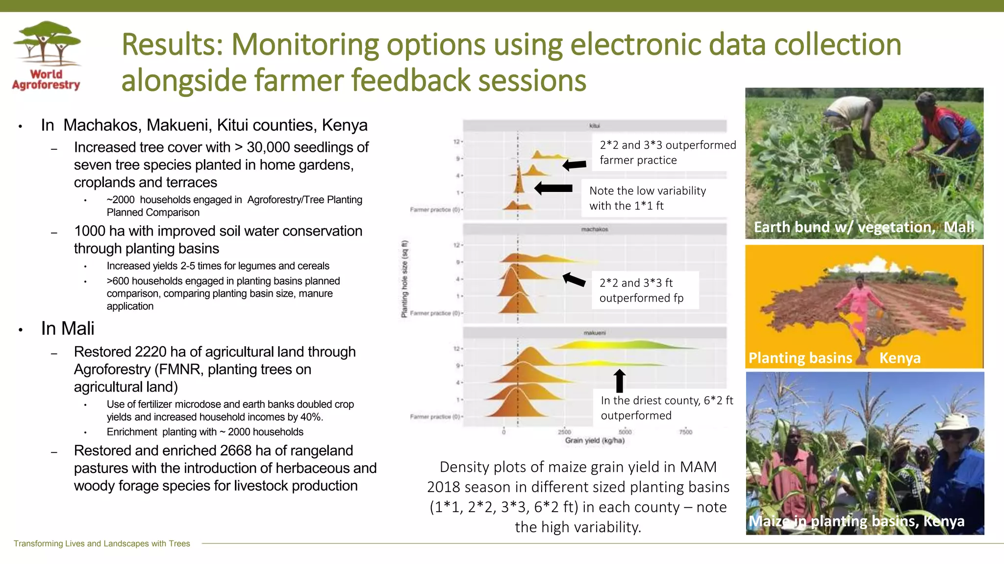 Transforming Lives and Landscapes with Trees
Results: Monitoring options using electronic data collection
alongside farmer feedback sessions
• In Machakos, Makueni, Kitui counties, Kenya
– Increased tree cover with > 30,000 seedlings of
seven tree species planted in home gardens,
croplands and terraces
• ~2000 households engaged in Agroforestry/Tree Planting
Planned Comparison
– 1000 ha with improved soil water conservation
through planting basins
• Increased yields 2-5 times for legumes and cereals
• >600 households engaged in planting basins planned
comparison, comparing planting basin size, manure
application
• In Mali
– Restored 2220 ha of agricultural land through
Agroforestry (FMNR, planting trees on
agricultural land)
• Use of fertilizer microdose and earth banks doubled crop
yields and increased household incomes by 40%.
• Enrichment planting with ~ 2000 households
– Restored and enriched 2668 ha of rangeland
pastures with the introduction of herbaceous and
woody forage species for livestock production
Earth bund w/ vegetation, Mali
Planting basins Kenya
Maize in planting basins, Kenya
Density plots of maize grain yield in MAM
2018 season in different sized planting basins
(1*1, 2*2, 3*3, 6*2 ft) in each county – note
the high variability.
In the driest county, 6*2 ft
outperformed
2*2 and 3*3 outperformed
farmer practice
2*2 and 3*3 ft
outperformed fp
Note the low variability
with the 1*1 ft
 