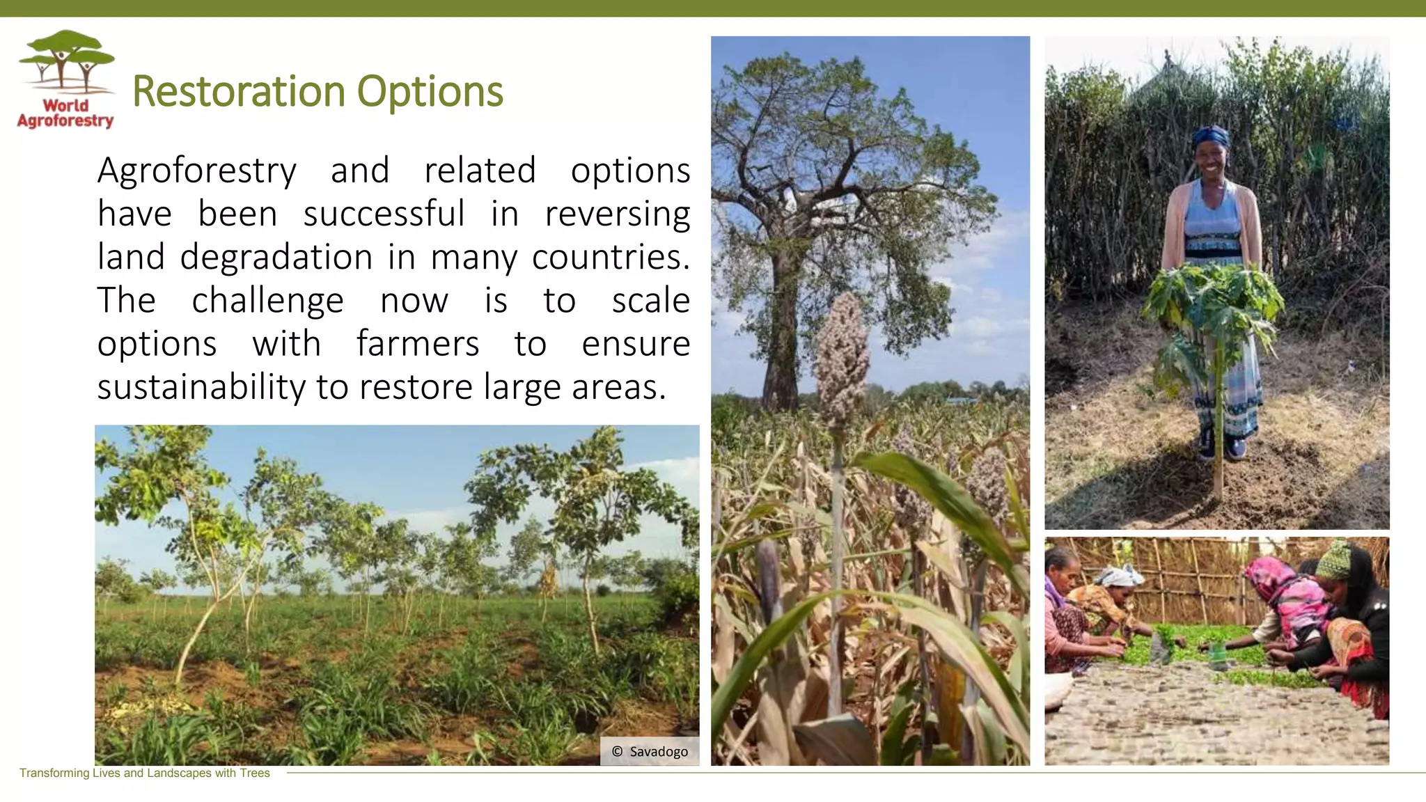 Transforming Lives and Landscapes with Trees
Restoration Options
Agroforestry and related options
have been successful in reversing
land degradation in many countries.
The challenge now is to scale
options with farmers to ensure
sustainability to restore large areas.
© Savadogo
 